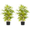 2 PCs Artificial Bamboo Tree in Pot
